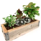oya en verre plantes réunion