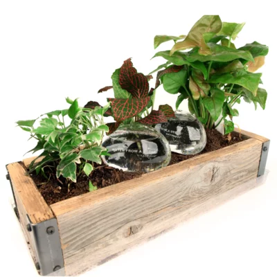 oya en verre plantes réunion